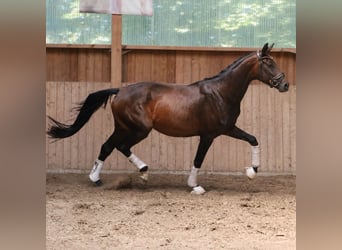 Westfale, Stute, 4 Jahre, 168 cm, Brauner
