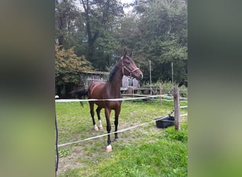 Westfale, Stute, 4 Jahre, 168 cm, Brauner