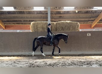 Westfale, Stute, 4 Jahre, 168 cm