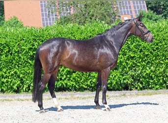 Westfale, Stute, 4 Jahre, 168 cm, Dunkelbrauner