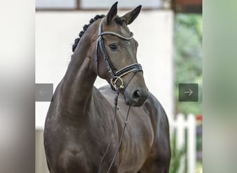 Westfale, Stute, 4 Jahre, 168 cm, Dunkelbrauner