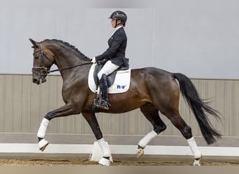 Westfale, Stute, 4 Jahre, 168 cm, Dunkelbrauner