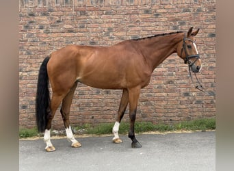 Westfale, Stute, 4 Jahre, 168 cm, Dunkelbrauner