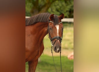 Westfale, Stute, 4 Jahre, 168 cm, Dunkelfuchs