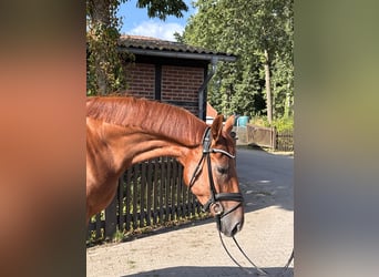 Westfale, Stute, 4 Jahre, 168 cm, Fuchs