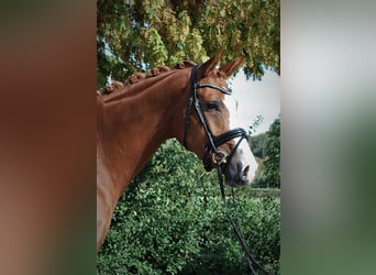 Westfale, Stute, 4 Jahre, 168 cm, Fuchs
