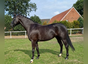 Westfale, Stute, 4 Jahre, 168 cm, Rappe