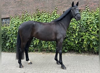 Westfale, Stute, 4 Jahre, 168 cm, Rappe
