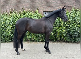 Westfale, Stute, 4 Jahre, 168 cm, Rappe