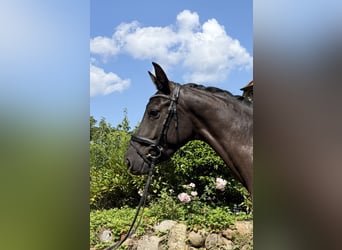 Westfale, Stute, 4 Jahre, 168 cm, Rappe