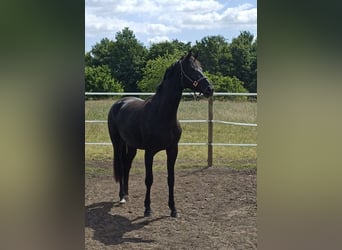 Westfale, Stute, 4 Jahre, 168 cm, Rappe