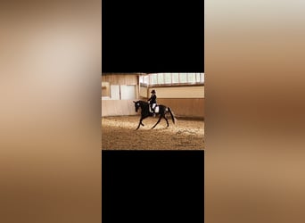 Westfale, Stute, 4 Jahre, 168 cm, Rappe