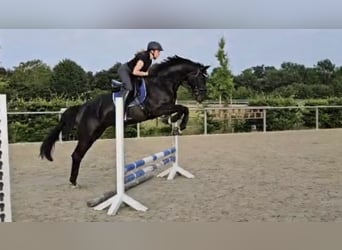 Westfale, Stute, 4 Jahre, 168 cm, Rappe