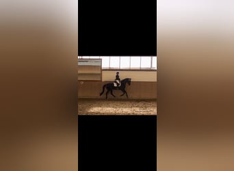 Westfale, Stute, 4 Jahre, 168 cm, Rappe