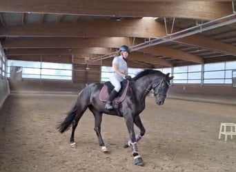 Westfale, Stute, 4 Jahre, 168 cm, Rappe