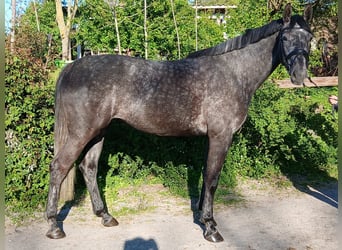 Westfale, Stute, 4 Jahre, 168 cm, Schimmel