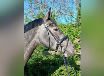 Westfale, Stute, 4 Jahre, 168 cm, Schimmel