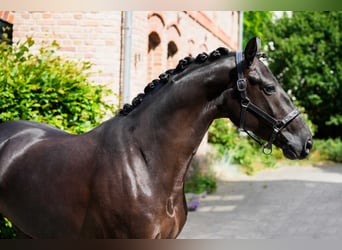 Westfale, Stute, 4 Jahre, 168 cm, Schwarzbrauner