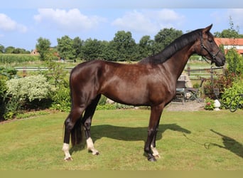 Westfale, Stute, 4 Jahre, 168 cm, Schwarzbrauner