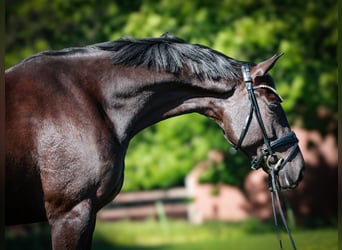 Westfale, Stute, 4 Jahre, 168 cm, Schwarzbrauner