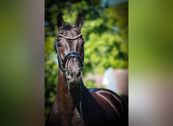 Westfale, Stute, 4 Jahre, 168 cm, Schwarzbrauner