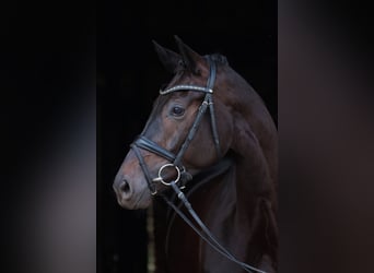 Westfale, Stute, 4 Jahre, 168 cm, Schwarzbrauner