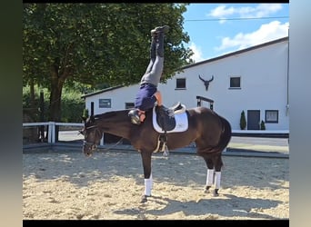 Westfale, Stute, 4 Jahre, 168 cm, Schwarzbrauner