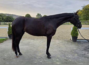 Westfale, Stute, 4 Jahre, 168 cm, Schwarzbrauner