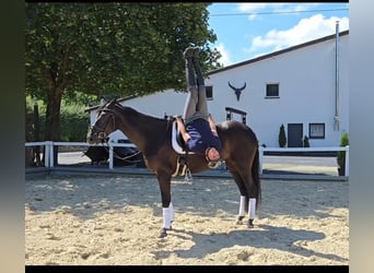 Westfale, Stute, 4 Jahre, 168 cm, Schwarzbrauner