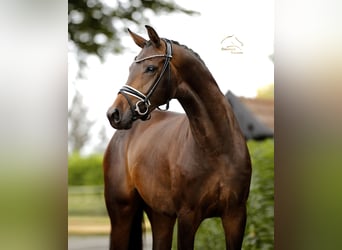 Westfale, Stute, 4 Jahre, 168 cm, Schwarzbrauner