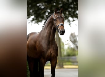 Westfale, Stute, 4 Jahre, 168 cm, Schwarzbrauner
