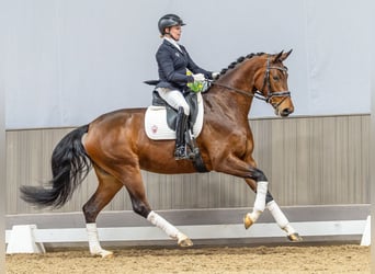 Westfale, Stute, 4 Jahre, 169 cm, Brauner