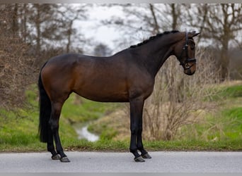 Westfale, Stute, 4 Jahre, 169 cm, Brauner