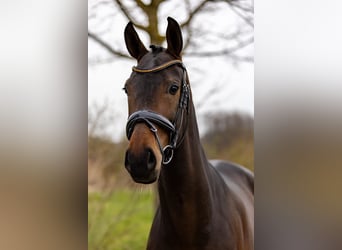 Westfale, Stute, 4 Jahre, 169 cm, Brauner