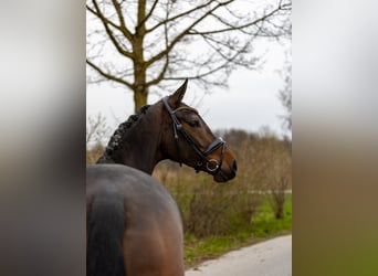 Westfale, Stute, 4 Jahre, 169 cm, Brauner