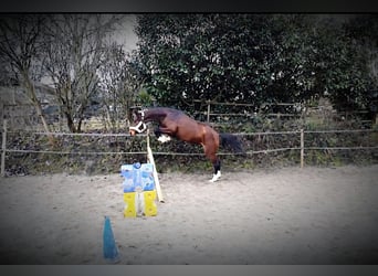 Westfale, Stute, 4 Jahre, 169 cm, Brauner