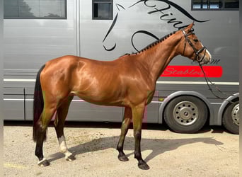 Westfale, Stute, 4 Jahre, 169 cm, Brauner