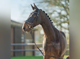 Westfale, Stute, 4 Jahre, 169 cm, Dunkelbrauner