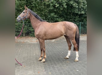 Westfale, Stute, 4 Jahre, 169 cm, Fuchs