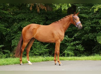Westfale, Stute, 4 Jahre, 169 cm, Fuchs