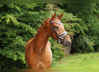 Westfale, Stute, 4 Jahre, 169 cm, Fuchs