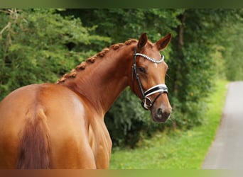 Westfale, Stute, 4 Jahre, 169 cm, Fuchs