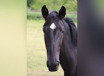 Westfale, Stute, 4 Jahre, 169 cm, Rappe