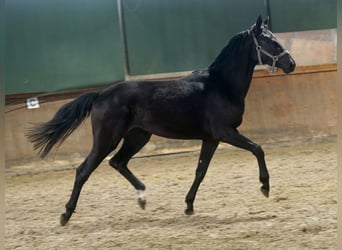 Westfale, Stute, 4 Jahre, 169 cm, Rappe