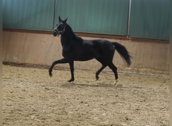 Westfale, Stute, 4 Jahre, 169 cm, Rappe