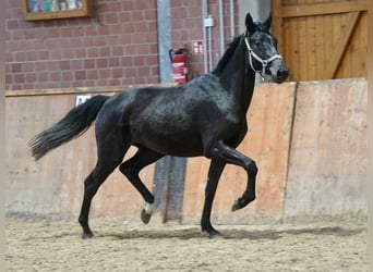 Westfale, Stute, 4 Jahre, 169 cm, Rappe