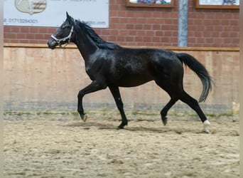 Westfale, Stute, 4 Jahre, 169 cm, Rappe