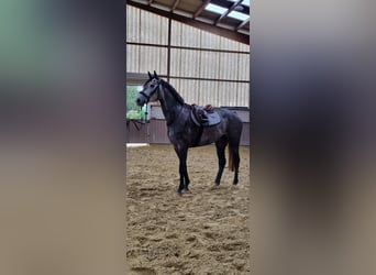 Westfale, Stute, 4 Jahre, 169 cm, Rappschimmel