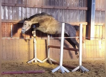 Westfale, Stute, 4 Jahre, 169 cm, Rappschimmel Westfale, Stute, 4 Jahre, 169 cm, Rappschimmel