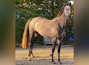 Westfale, Stute, 4 Jahre, 169 cm, Rappschimmel Westfale, Stute, 4 Jahre, 169 cm, Rappschimmel